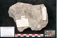 Foto (Objekt + Etikett) von Araucaria haastii Ettingshausen (NHMW-GEO-2024-0188-10111a)